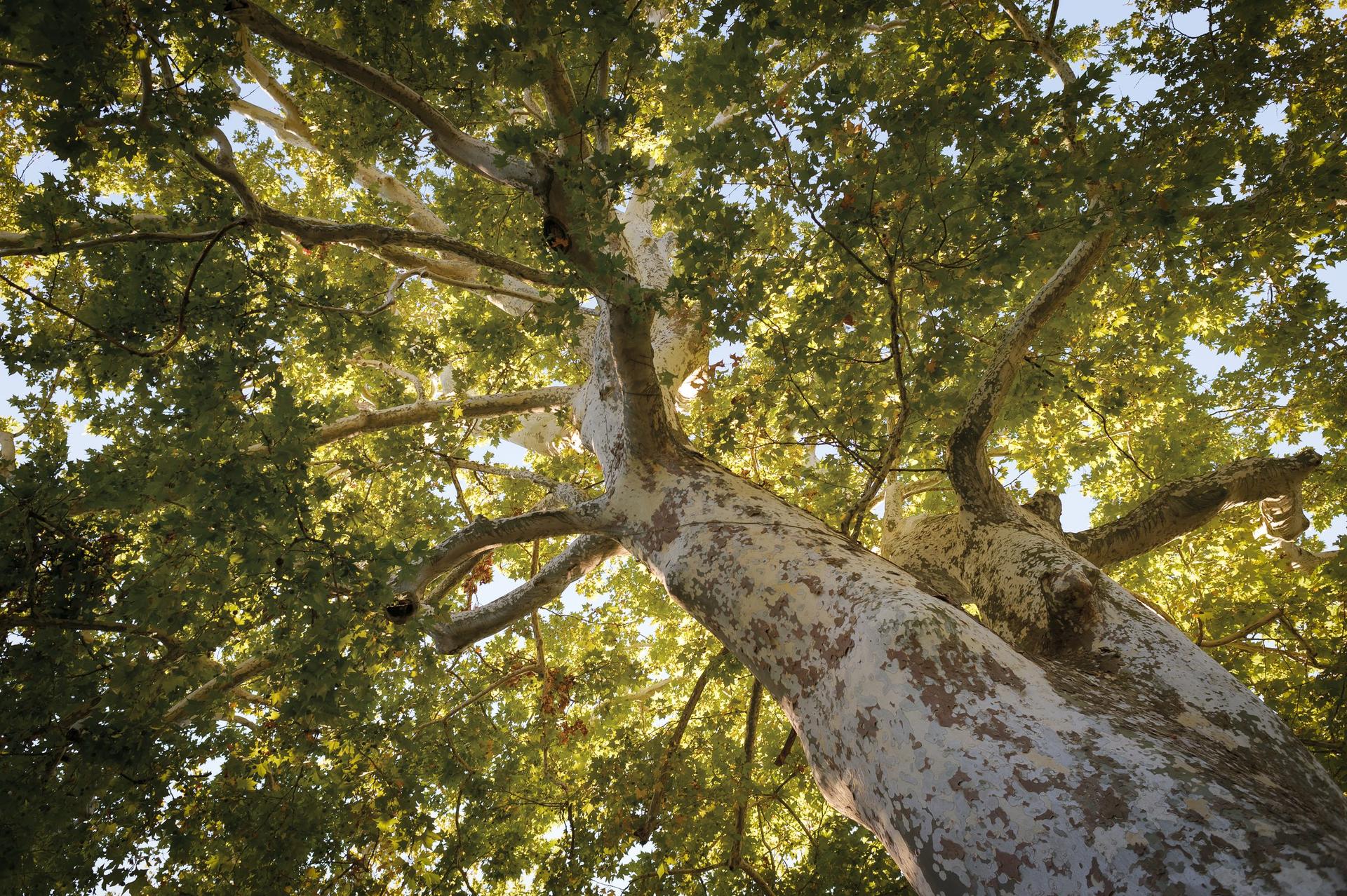Looking up through the canopy of an American sycamore